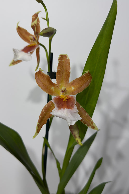 Orhideja Cambria 1 SMARŽO! - www.augi-plants.lv