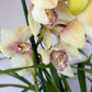 Cymbidium 3