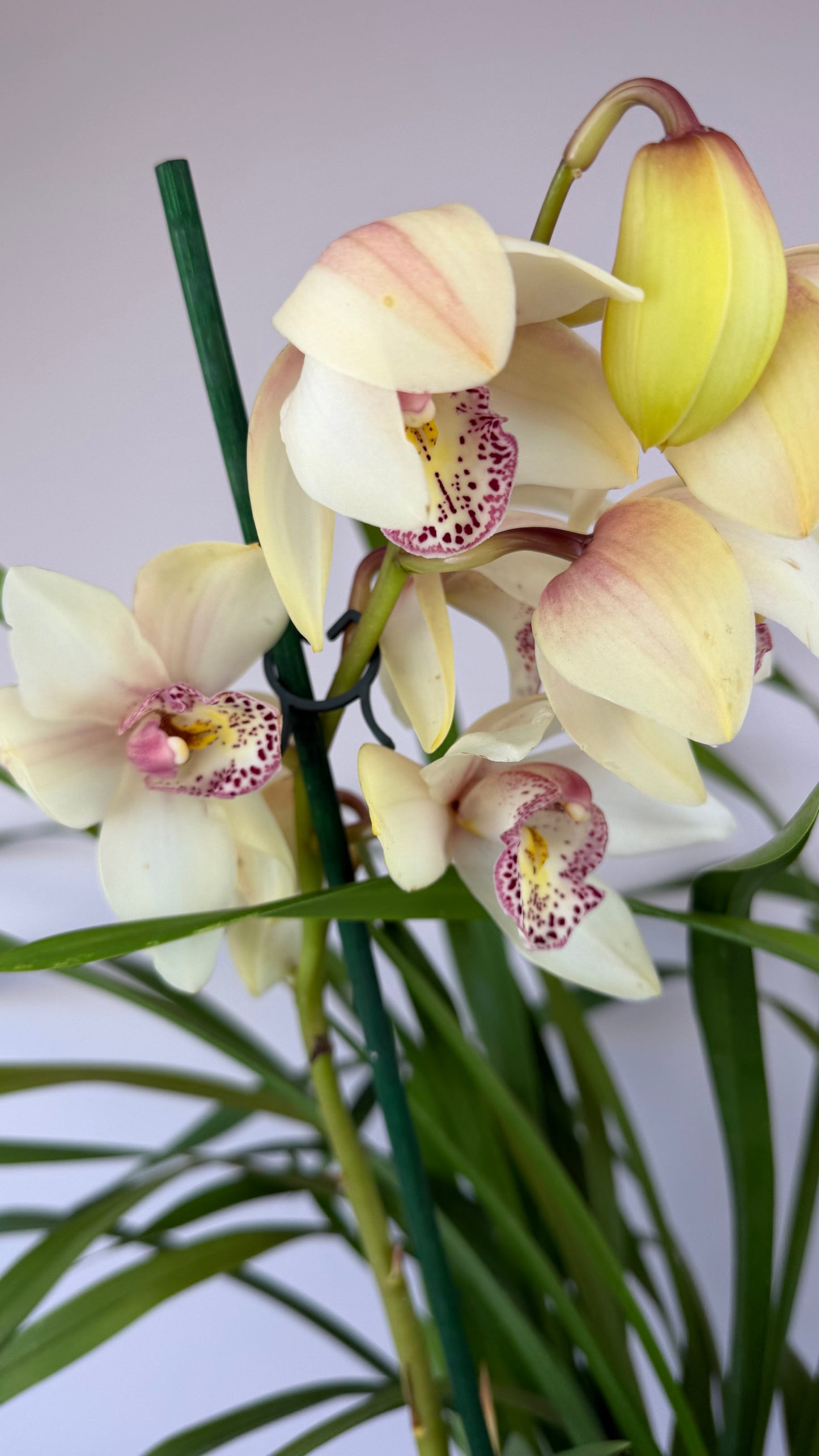 Cymbidium 3