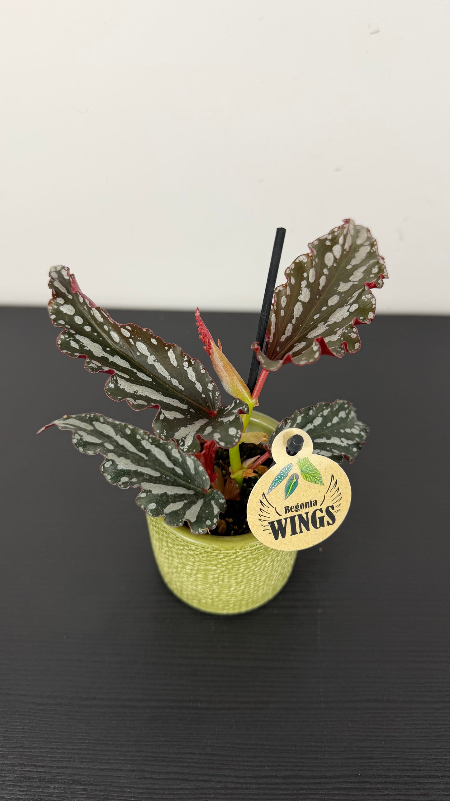 Begonia Angel Wings 5