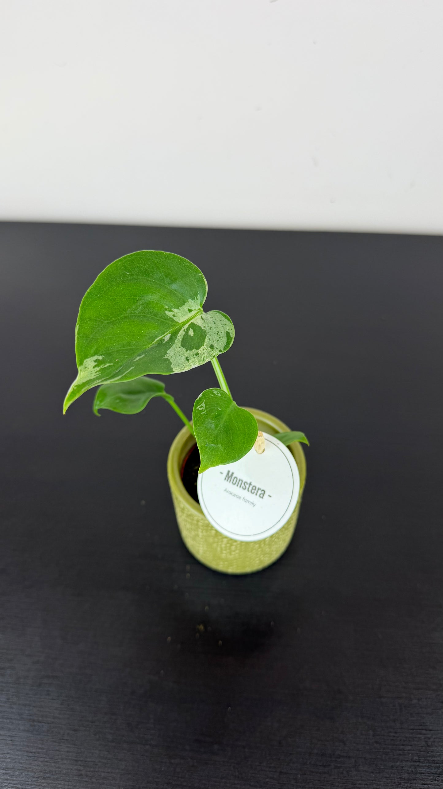 Monstera deliciosa Bulbasaur