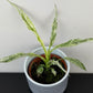 Spathiphyllum Sensation Variegata