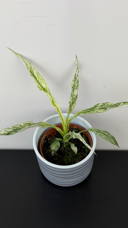 Spathiphyllum Sensation Variegata