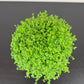 Soleirolia Green