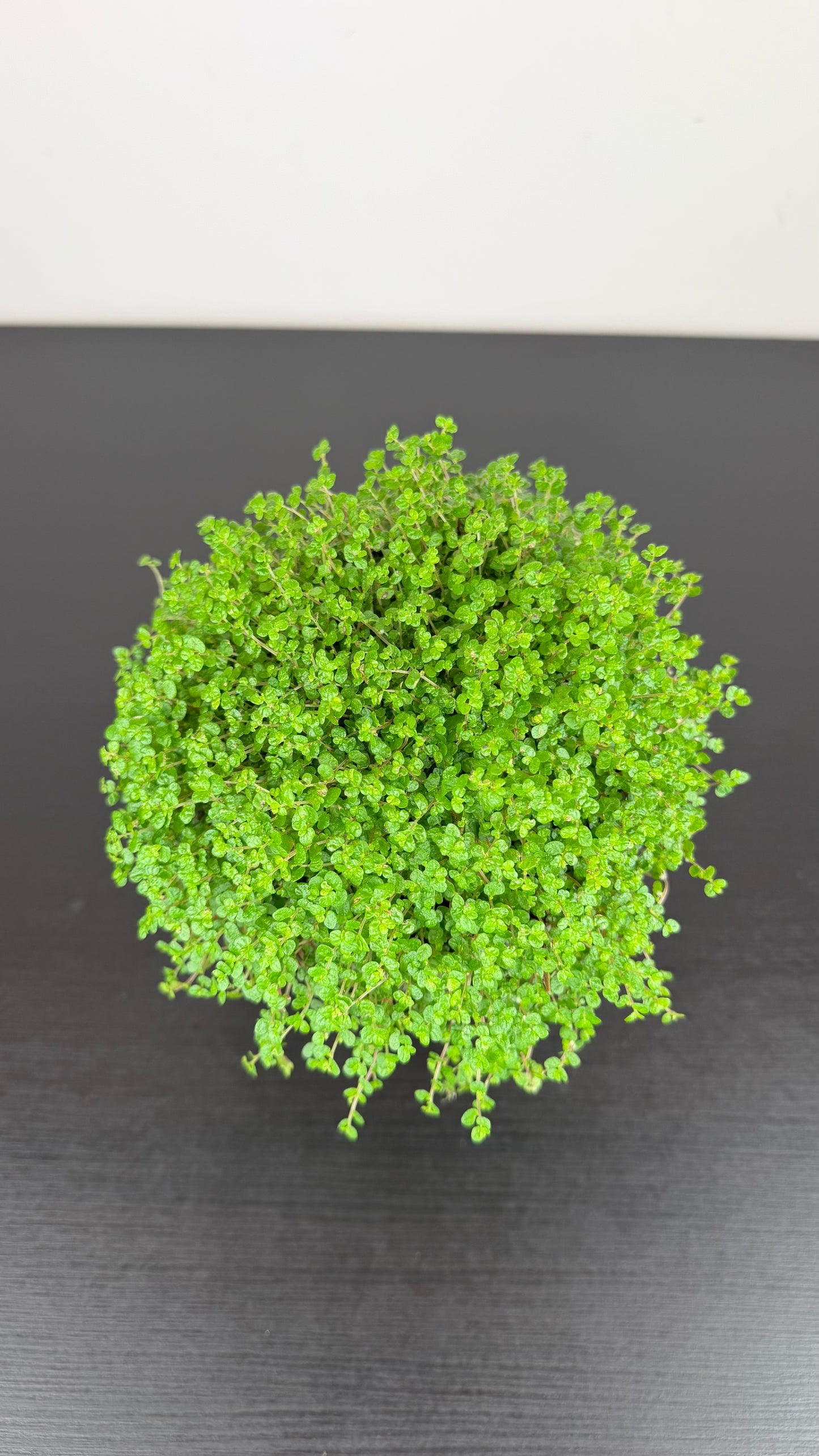 Soleirolia Green