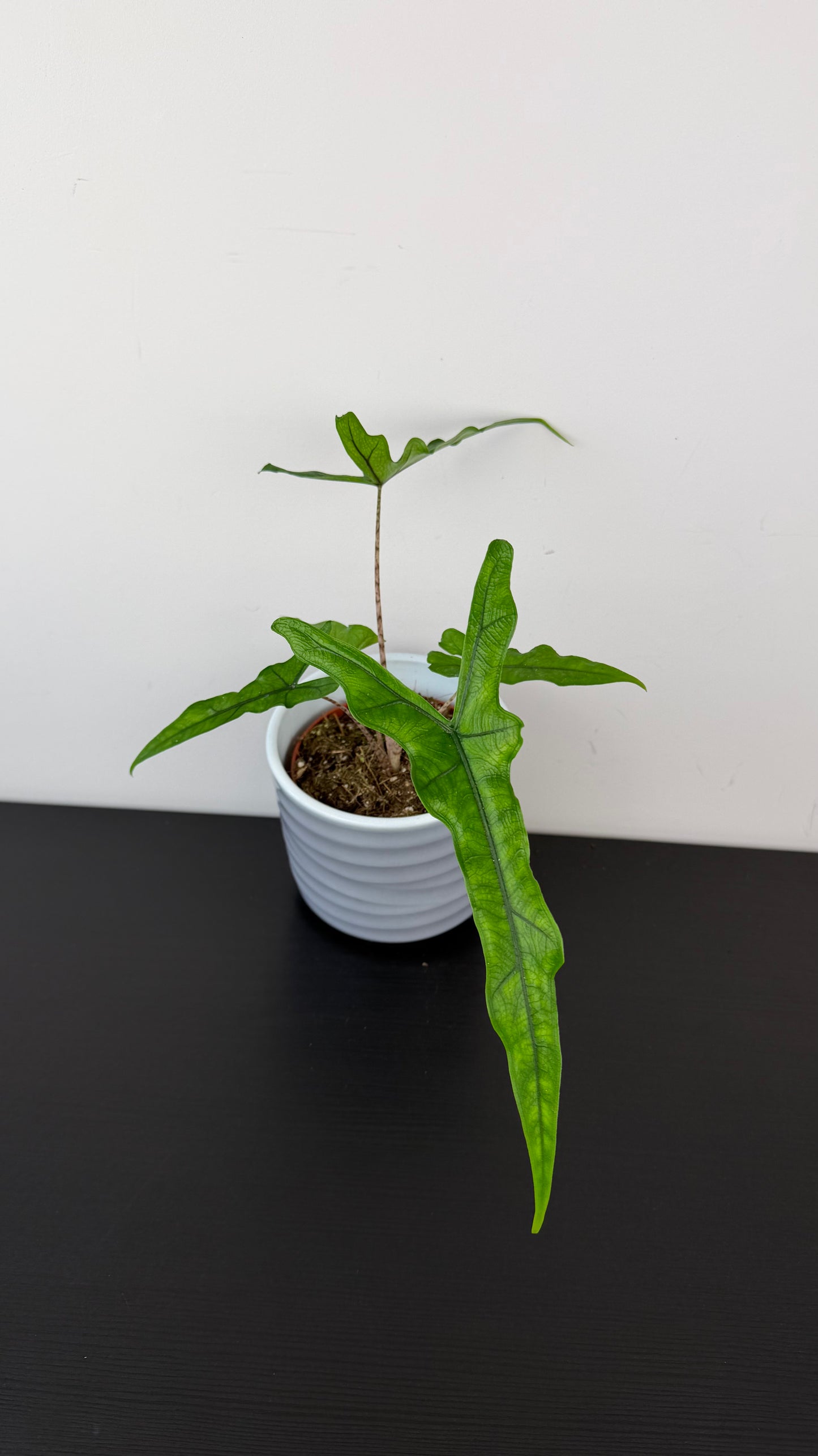 Alocasia Sabrina