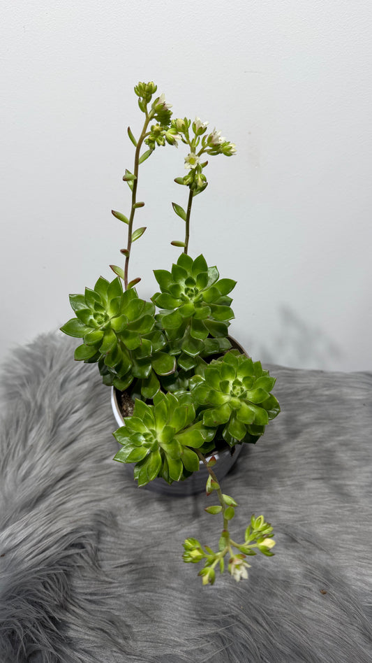 Crassula 1