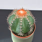 Melocactus Matanzanus
