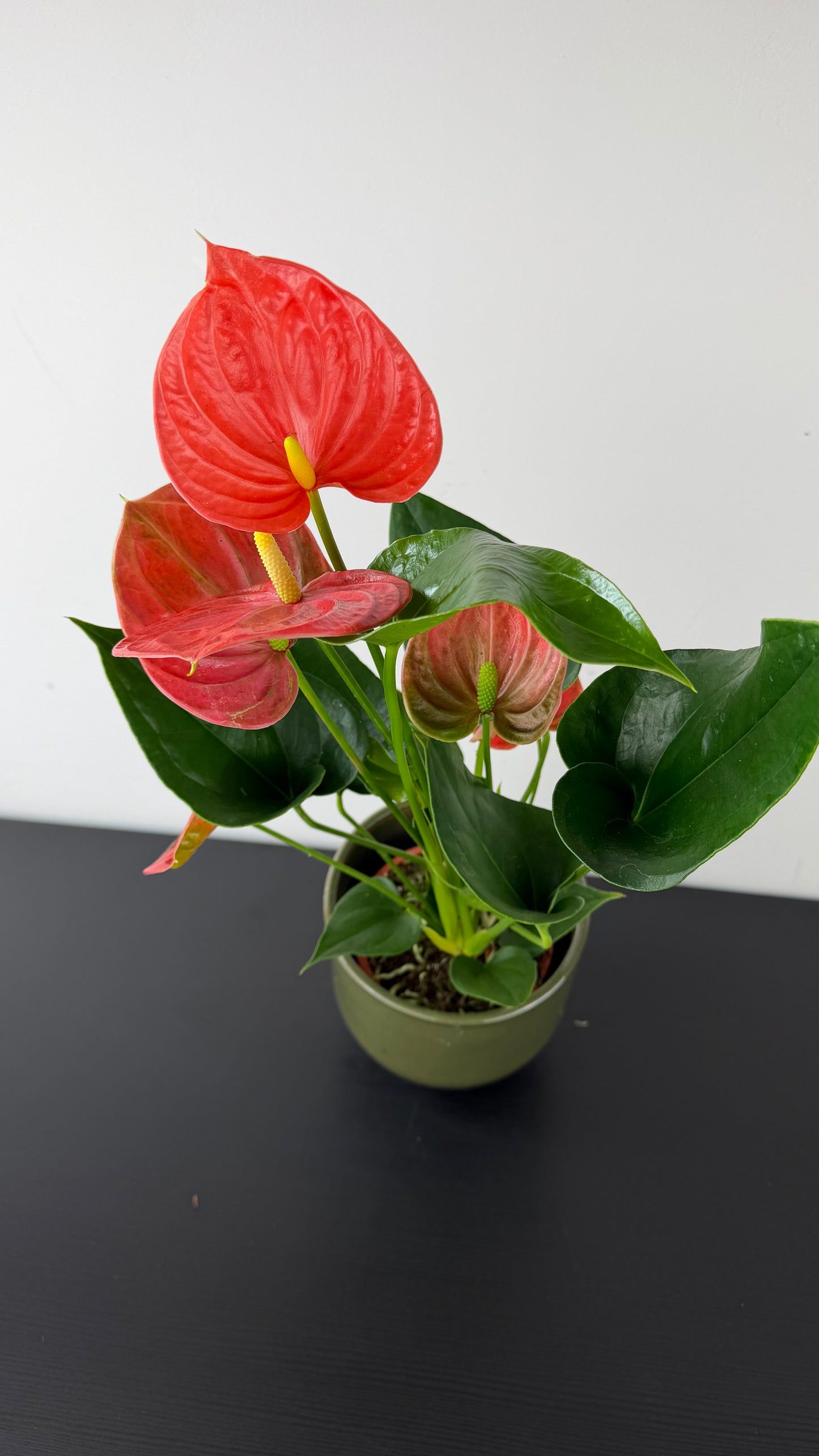 Anthurium Orange