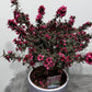 Leptospermum Scoparium