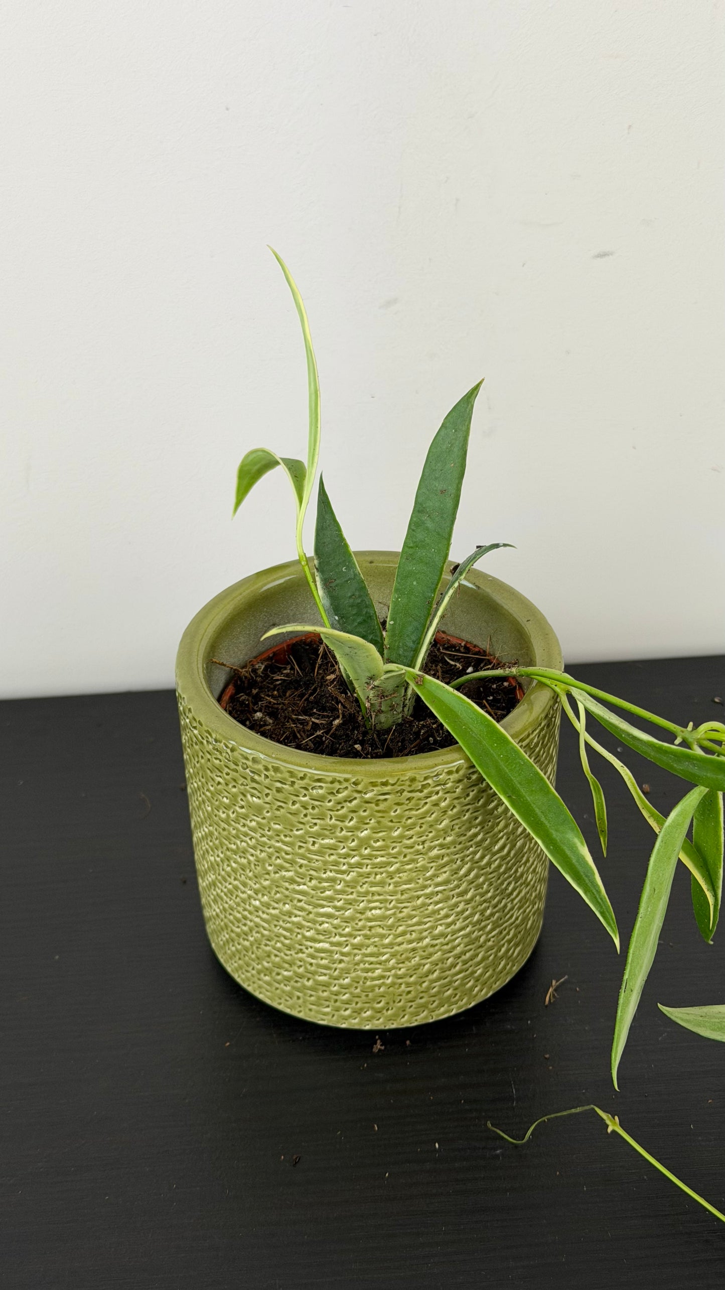 Hoya tsangii Albomarginata