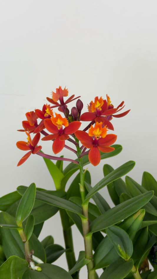 Epidendrum orange/red