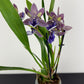 Zygopetalum Louisendorf 2
