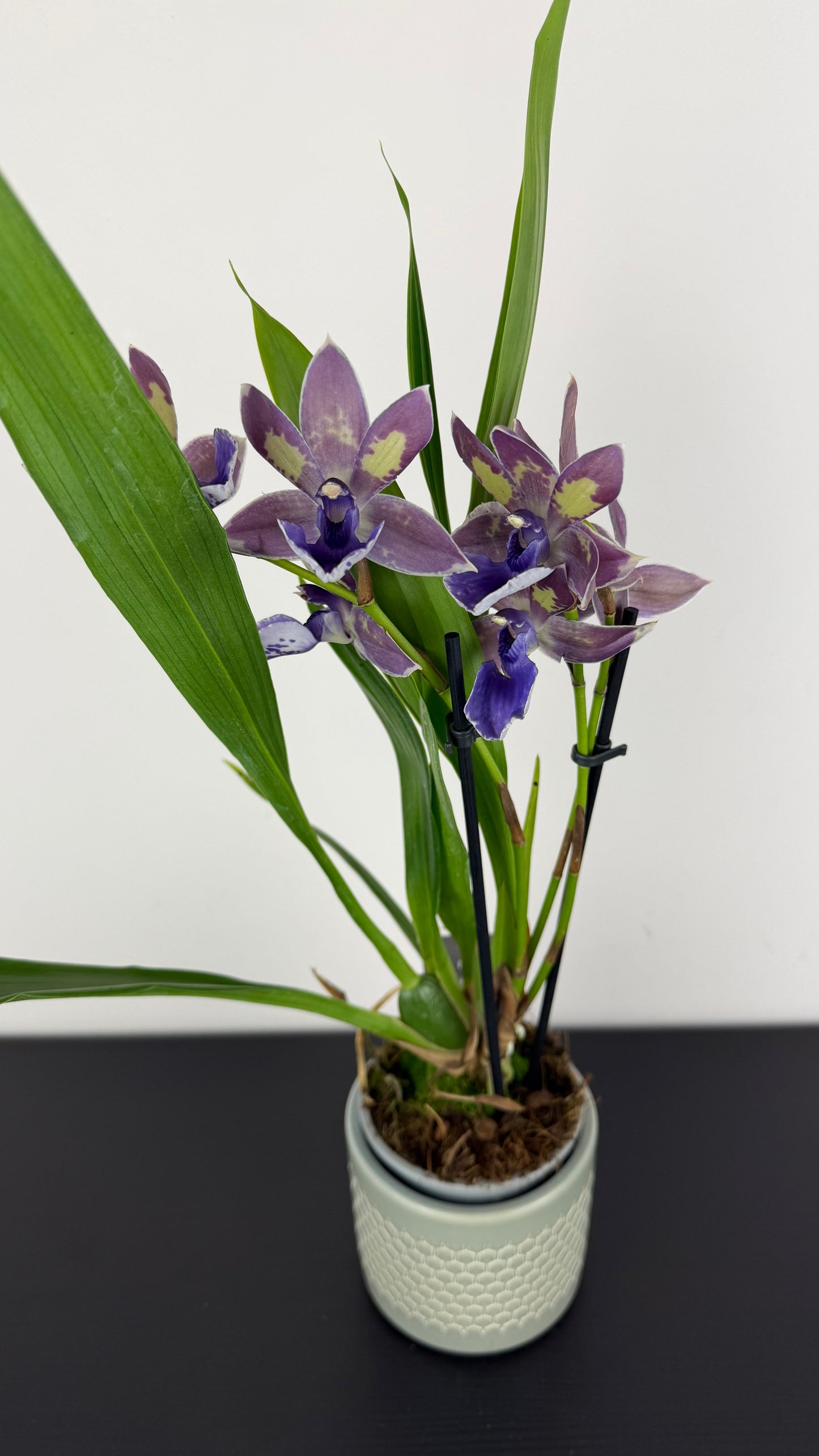 Zygopetalum Louisendorf 2