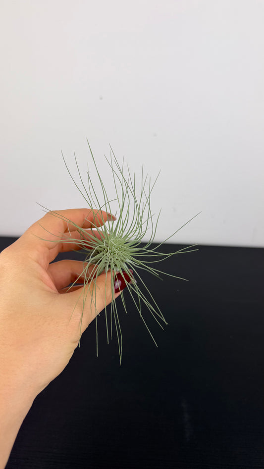 Tillandsia Air plant 16