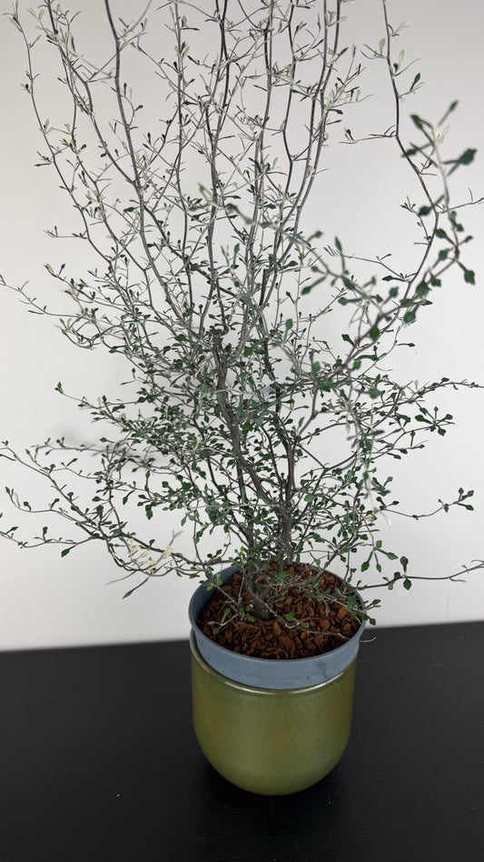 Corokia Cotoneaster