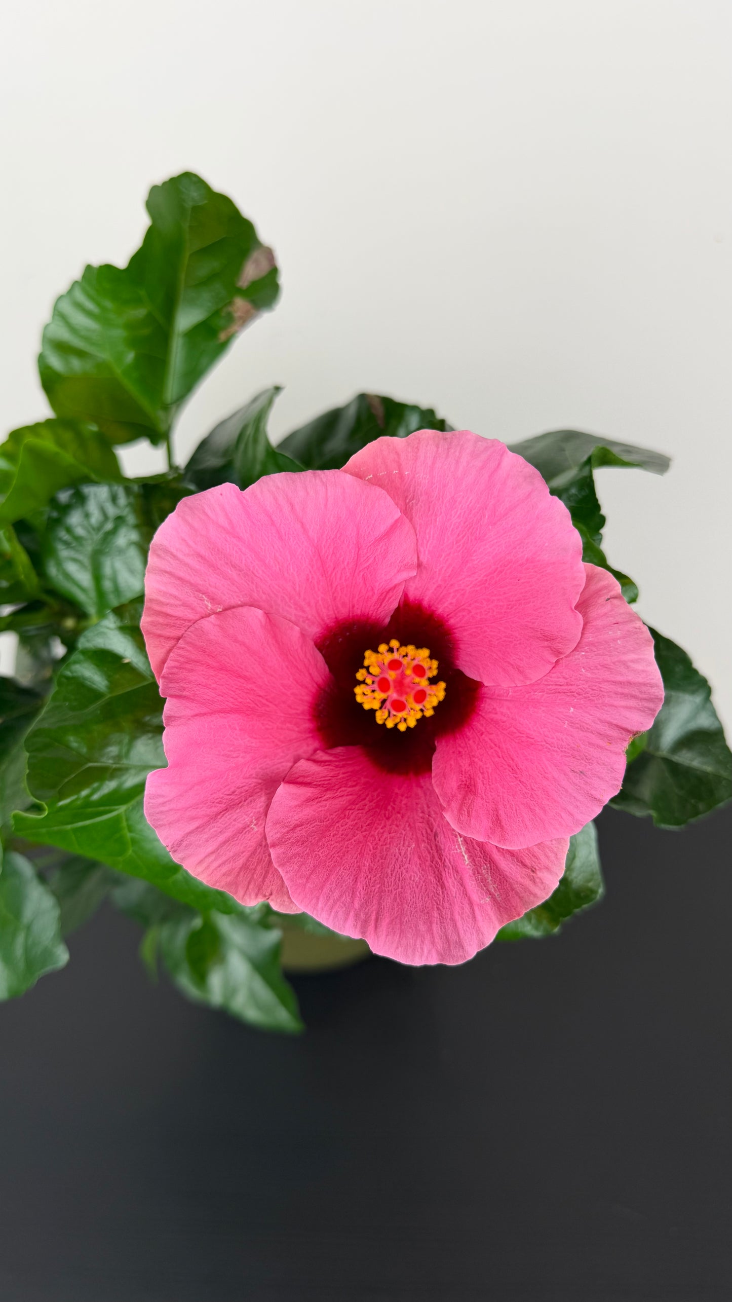 Hibiscus Red/Pink