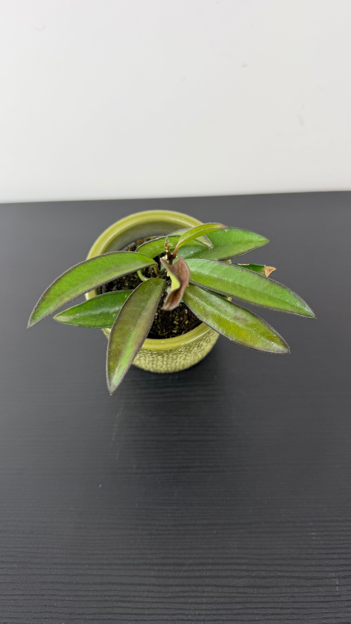 Hoya wayetii