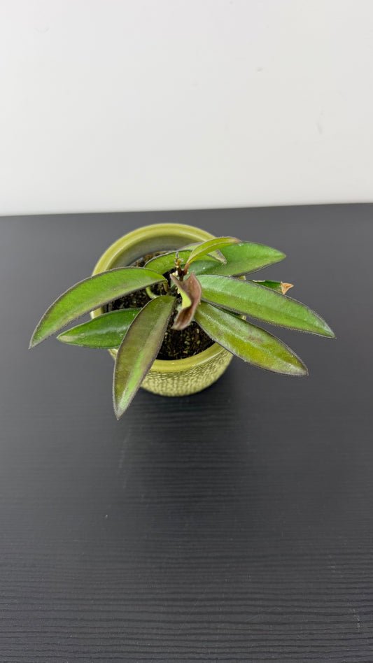 Hoya wayetii