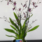 Oncidium Katerina Zoch