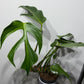 Monstera Burle Marx Flame