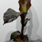 Ensete Maurelii
