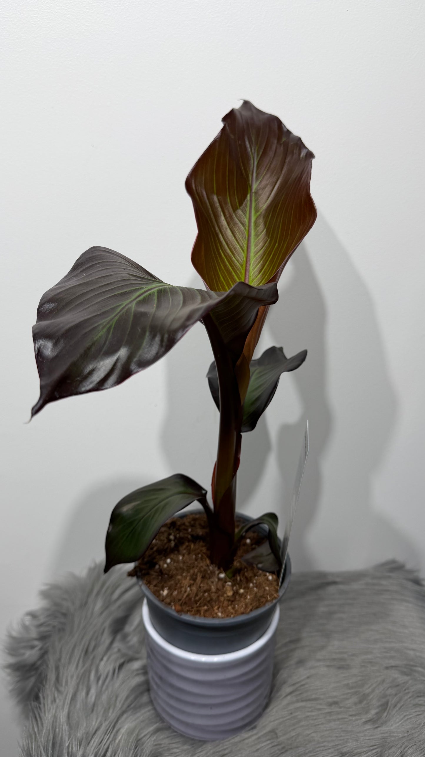 Ensete Maurelii
