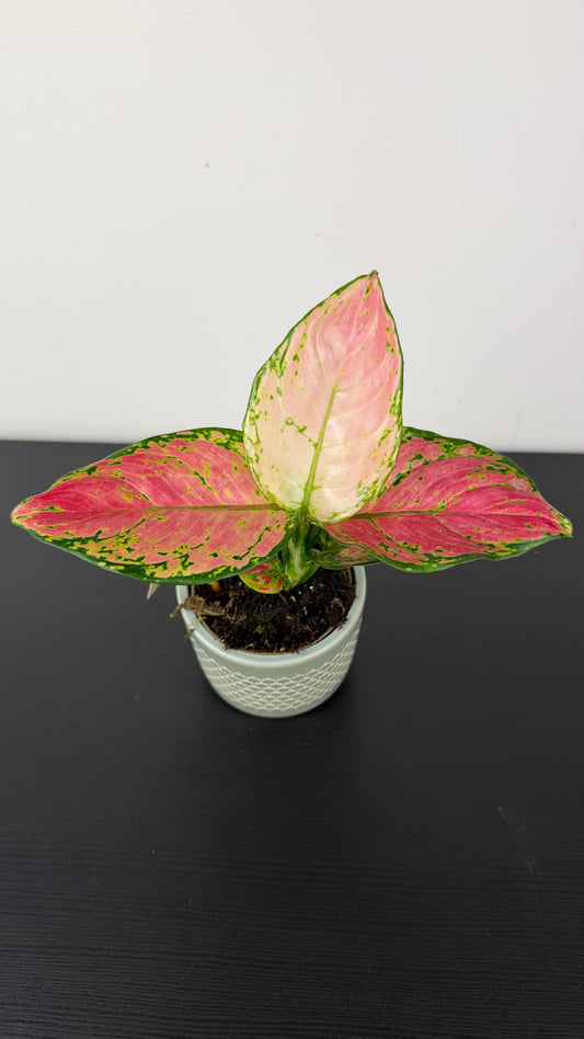 Aglaonema 14