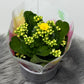 Kalanchoe Yellow