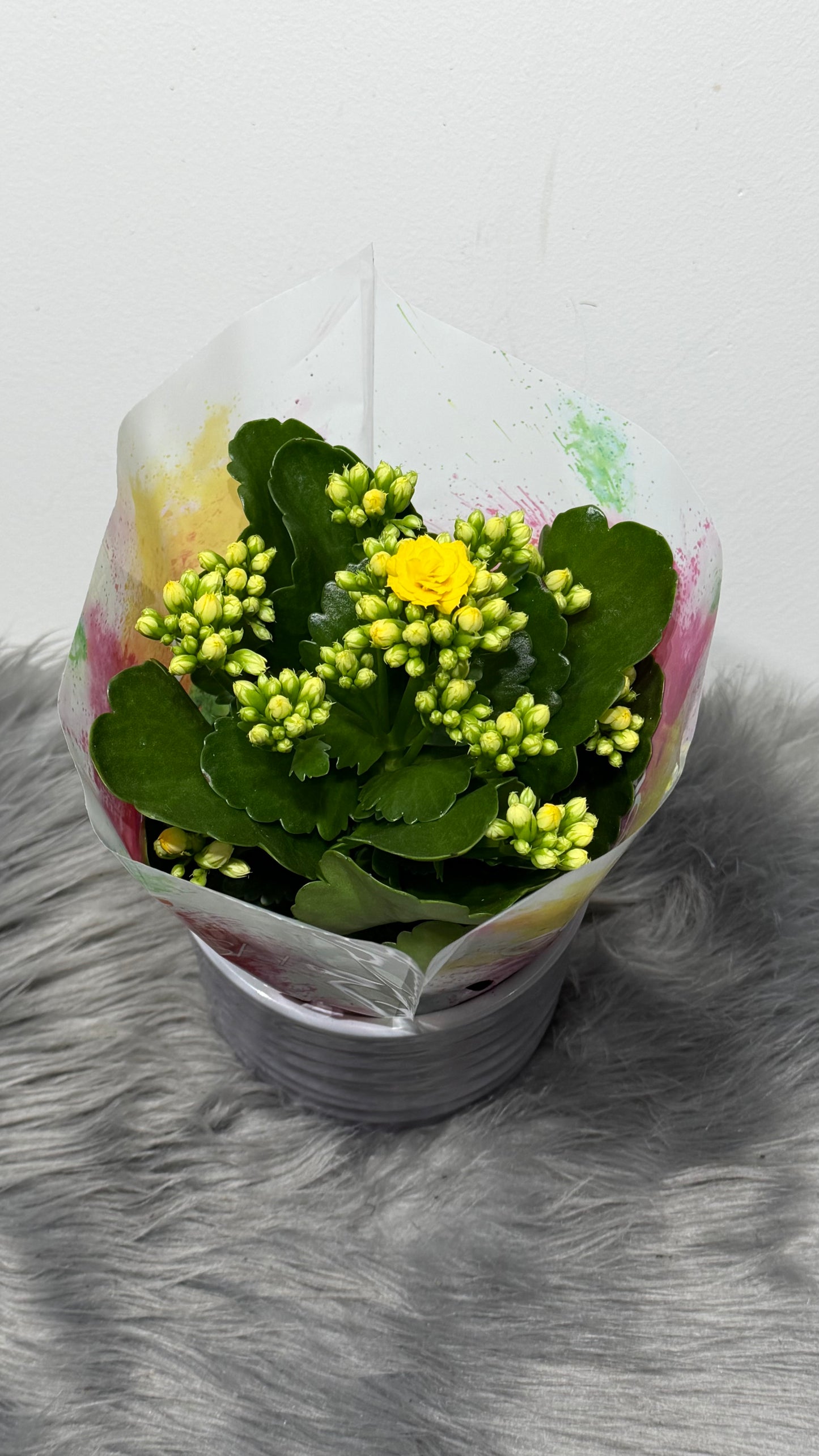 Kalanchoe Yellow