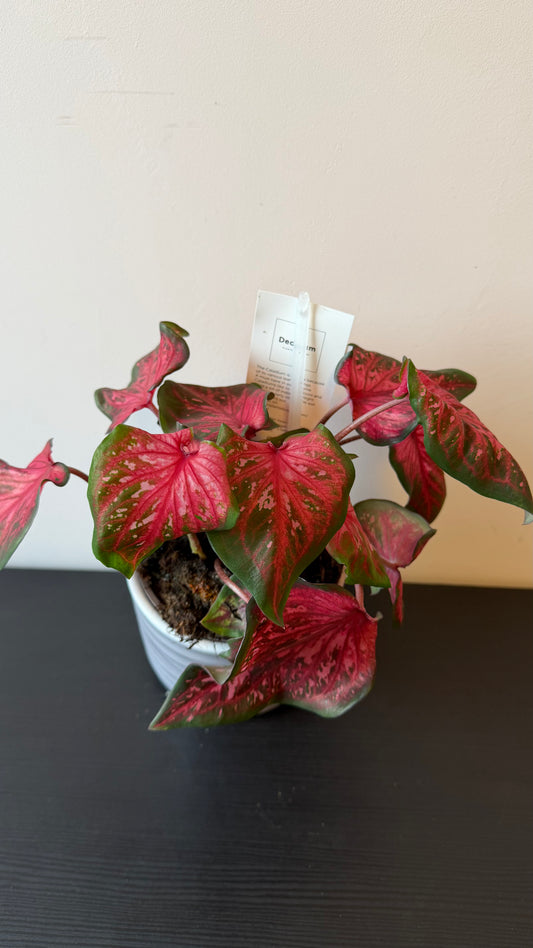 Caladium 2
