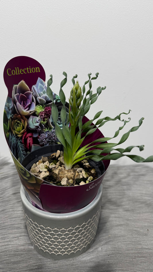 Albuca Concordiana