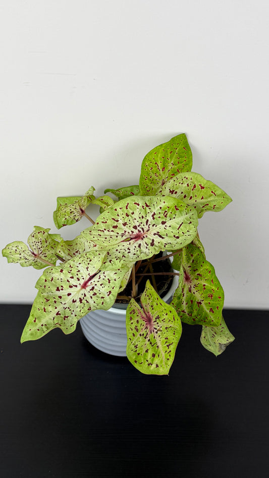 Caladium 4