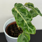 Philodendron Gloriosum Snow Leopard