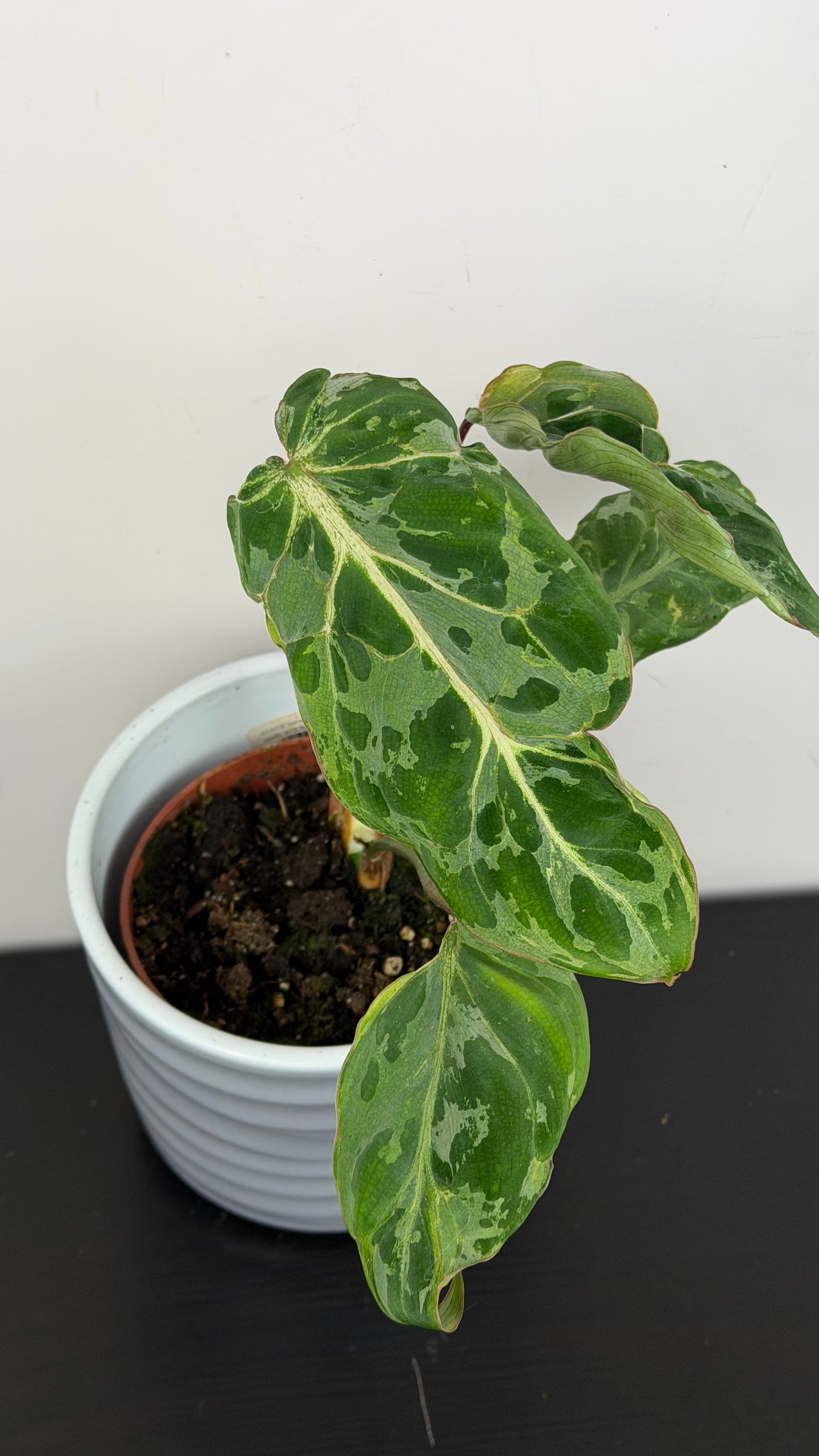 Philodendron Gloriosum Snow Leopard