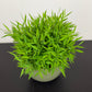 Pogonatherum Monica
