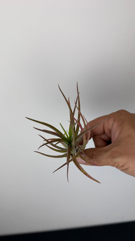 Tillandsia Air plant