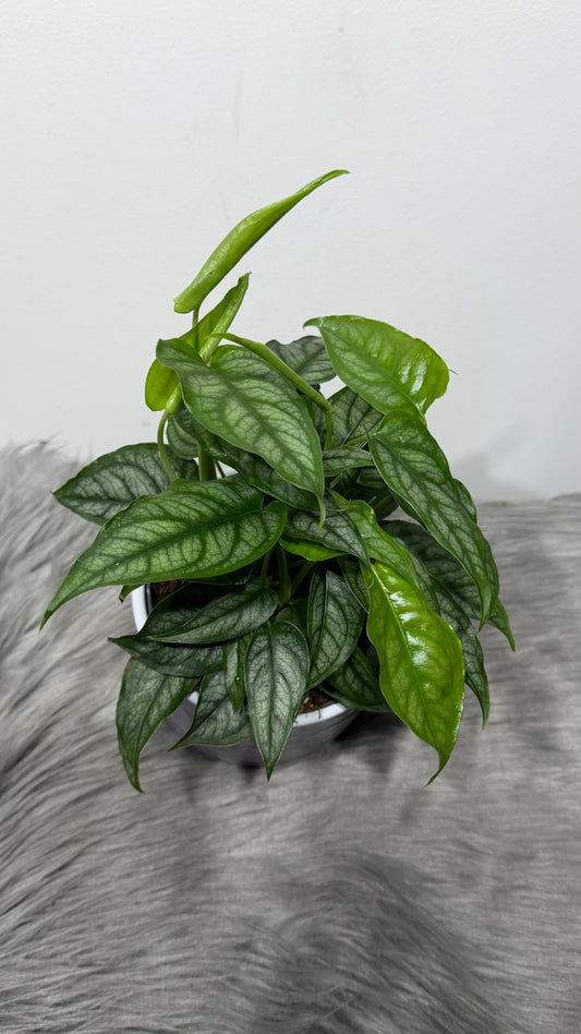 Monstera siltepecana