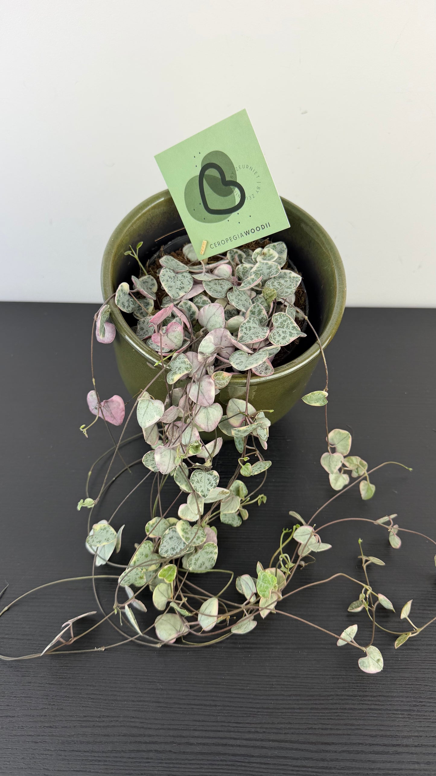 Ceropegia Woodii variegata  String of hearts variegata
