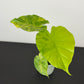 Alocasia Gageana Aurea