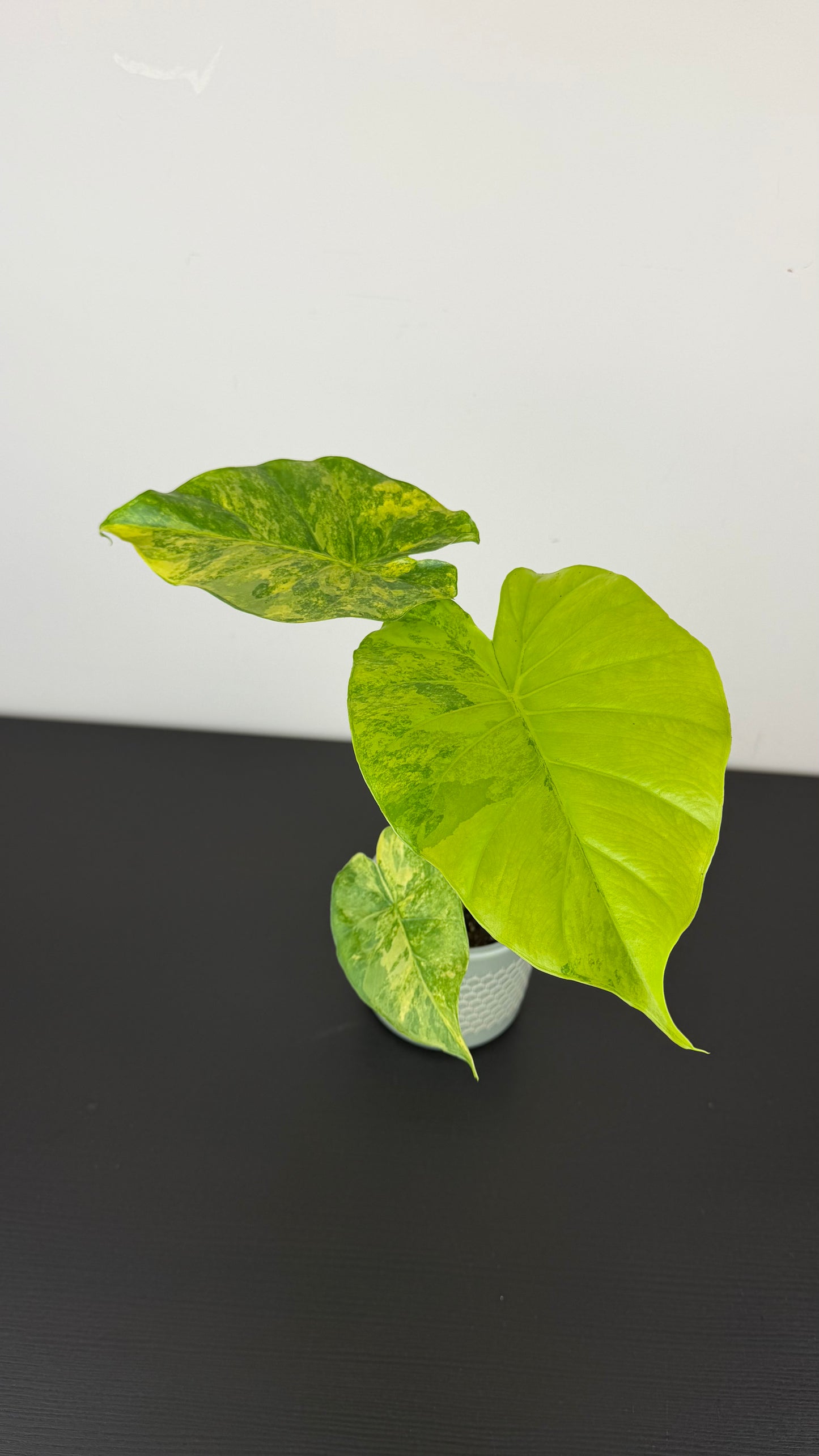 Alocasia Gageana Aurea