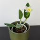 Cattleya 3