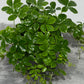 Parthenocissus Sugar Vine