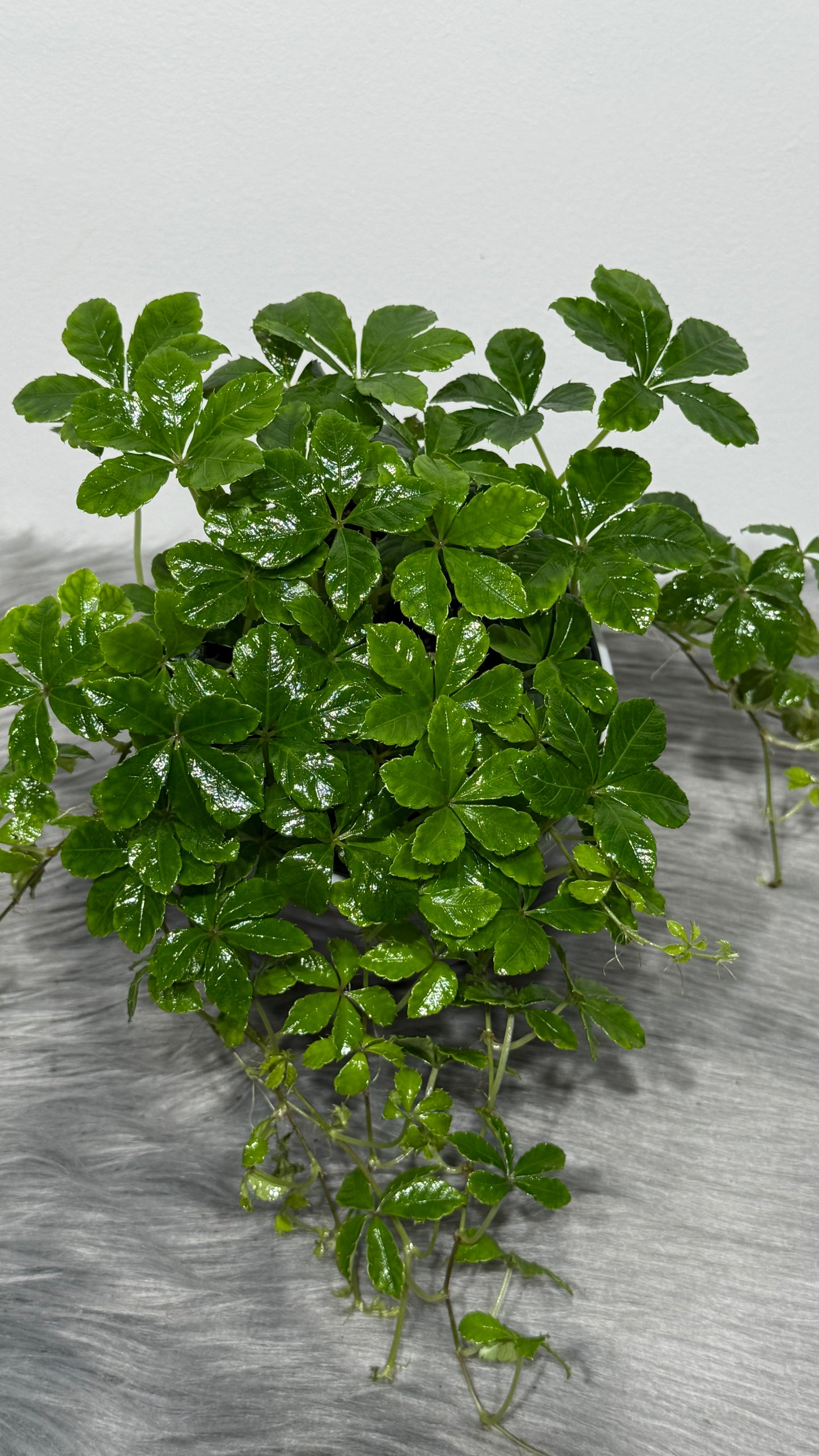 Parthenocissus Sugar Vine