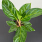 Aglaonema Peach Pearl