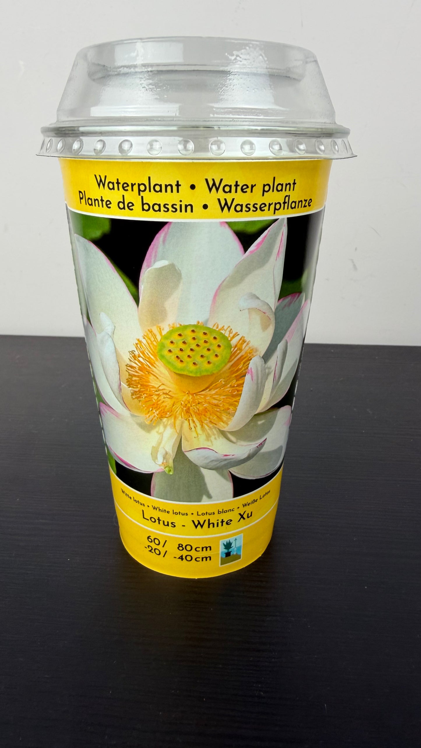 Lotus White Xu