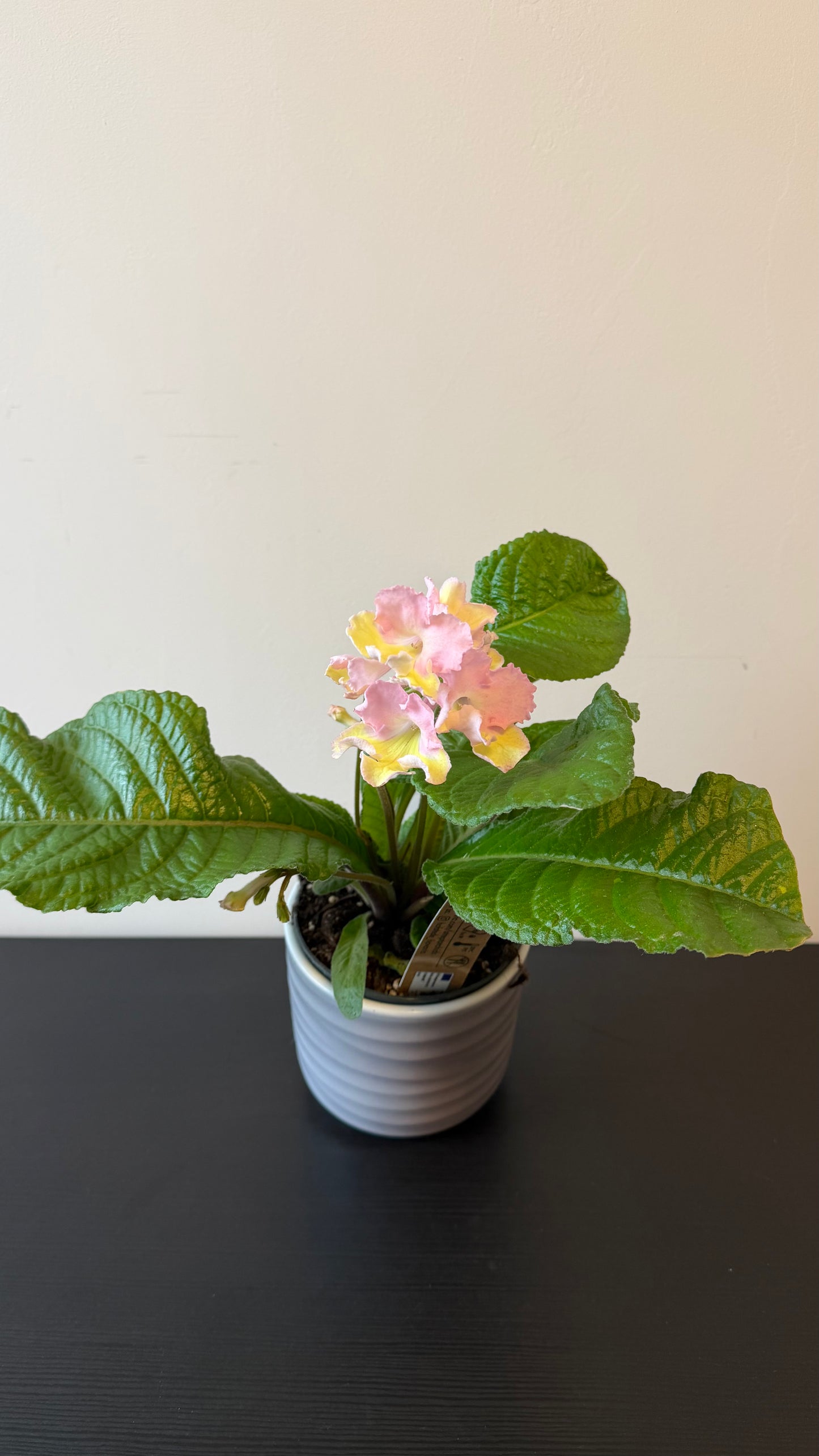Streptocarpus 2
