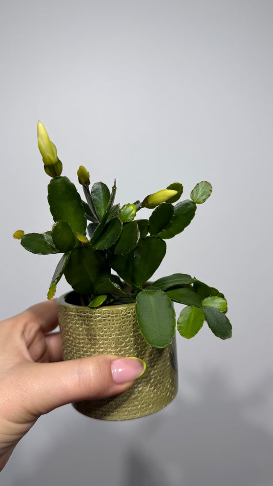 Rhipsalidopsis White/Yellow