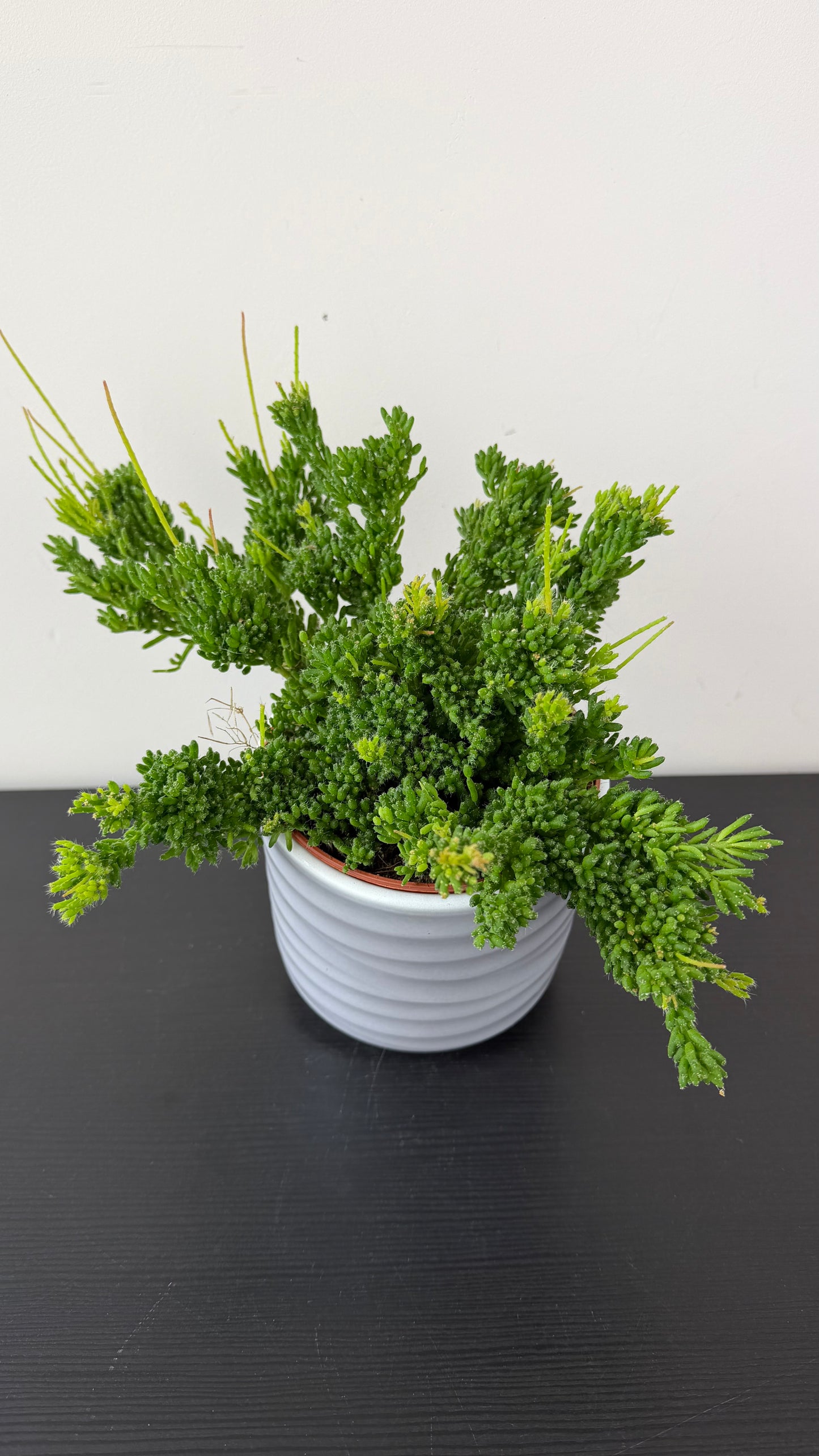 Rhipsalis Mesembryan