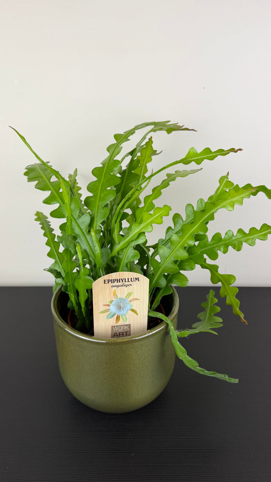 Epiphyllum Anguliger